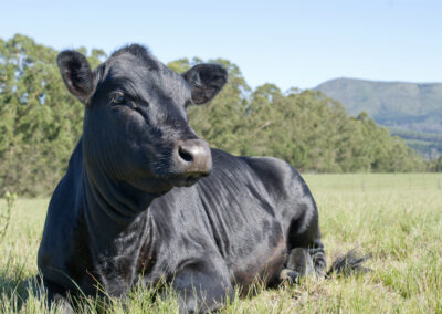 Profesjonalne doradztwo szansą zwiększenia dochodowości produkcji bydła opasowego