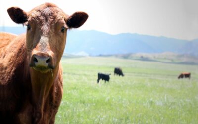 Prace eksperckie dla promowania produkcji zrównoważonej wołowiny