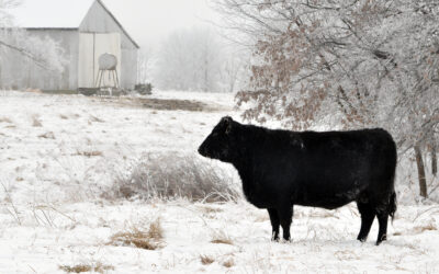 Brexit – ważne informacje