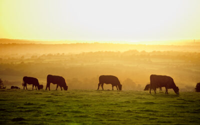 Kampania telewizyjna promująca polską wołowinę