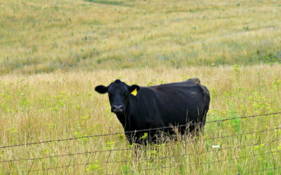 Widzisz nielegalną praktykę- Główny Lekarz Weterynarii przekazuje narzędzie do jej zgłoszenia!
