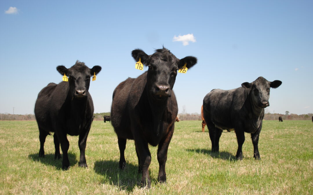 Zaproszenie na szkolenie online „Produkcja wołowiny w zgodzie z naturą – nowy wymóg rynku?”