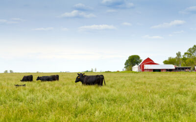 Wynajem namiotu na Dni Pola AGRO-TECH Minikowo
