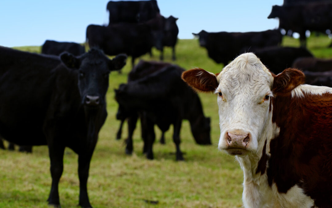 Opracowanie 3 metod redukcji emisji w chowie bydła mięsnego