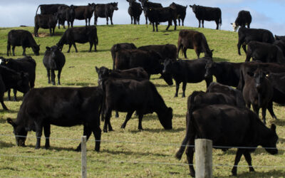 IRZplus – Obsługa zgłoszeń przez internet