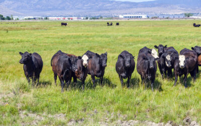 Rada Sektora Wołowiny chce zakazu importu wołowiny z Brazylii