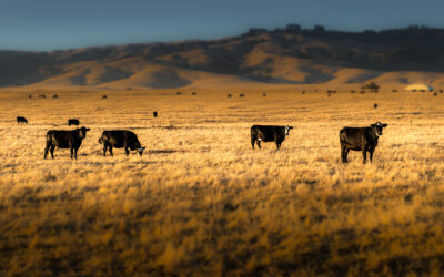 Szkolenia i doradztwo wspierające Producentów żywca wołowego