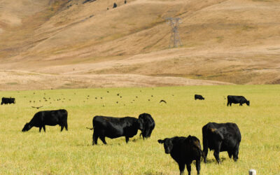 Kompleksowa realizacja zadania Opracowanie, dostosowanie i walidacja kalkulatora śladu węglowego dla polskiej wołowiny