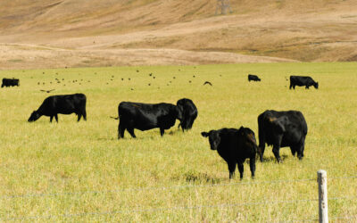 Kalkulator CO2 – Praktyczne narzędzie dla sektora wołowiny