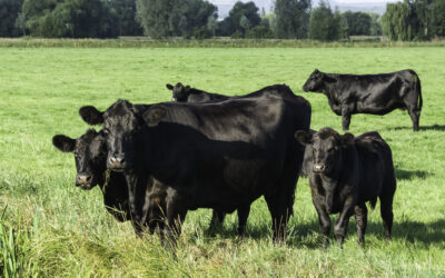 Kompleksowa realizacja zadania XII Forum Sektora Wołowiny