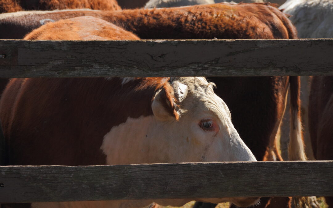 Kompleksowa realizacja zadania pt. System QMP – wymierne korzyści dla producentów bydła