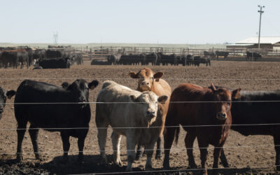 Opracowanie 3 metod redukcji emisji w chowie bydła mięsnego
