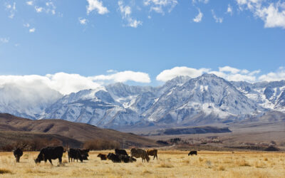 Przygotowanie materiałów informacyjno – promocyjnych na targi AGROTECH Kielce.