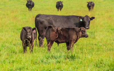 Prowadzenie działań promocji zrównoważonej wołowiny w mediach społecznościowych