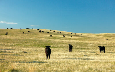 Kompleksowa realizacja Międzynarodowej Konferencji pt. „VII Forum Sektora Wołowiny”