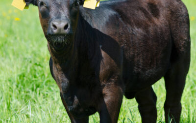 Szkolenia wspierające Doradców i Producentów żywca wołowego.