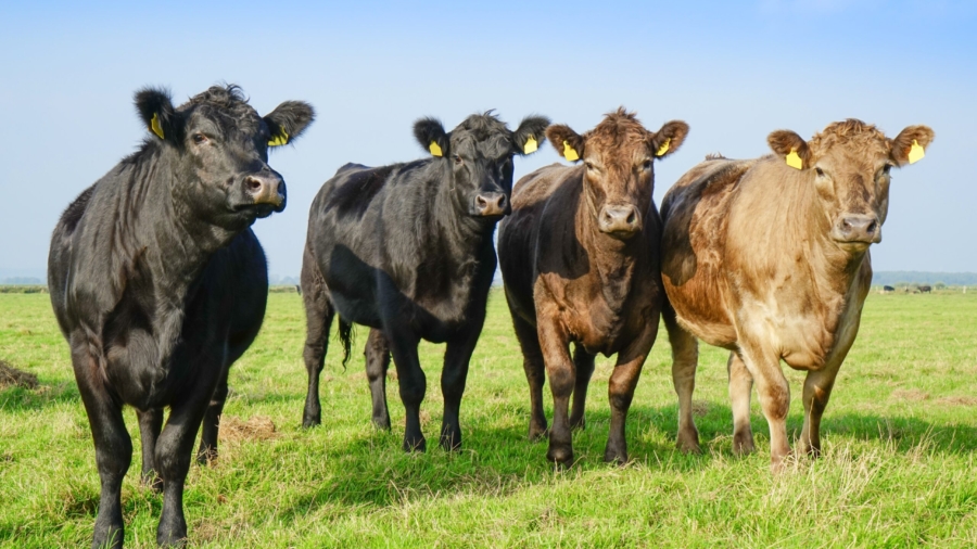 Nowe wyzwania dla hodowców bydła mięsnego – emisja gazów cieplarnianych
