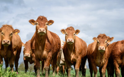 Korzyści dla rolników: realne pieniądze i stabilna przyszłość