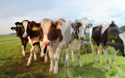 Ekoschemat Dobrostan zwierząt – korzyści dla rolników należących do Systemu QMP (FAQ)