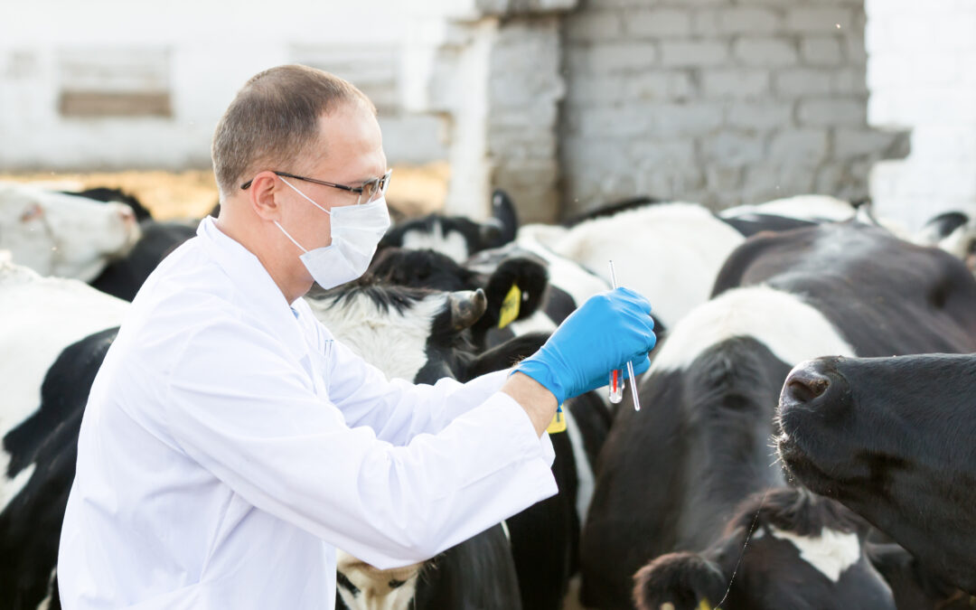 Bioasekuracja bydła – kluczowy element bezpieczeństwa żywnościowego